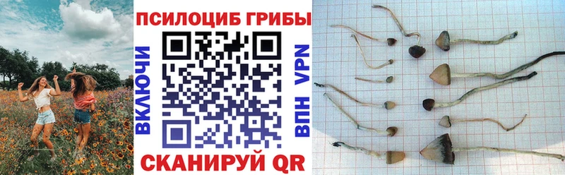 Галлюциногенные грибы GOLDEN TEACHER  Купить  Боготол 